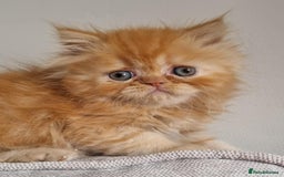 Persian cats for sale: Stunning Persian babies  - Image 11