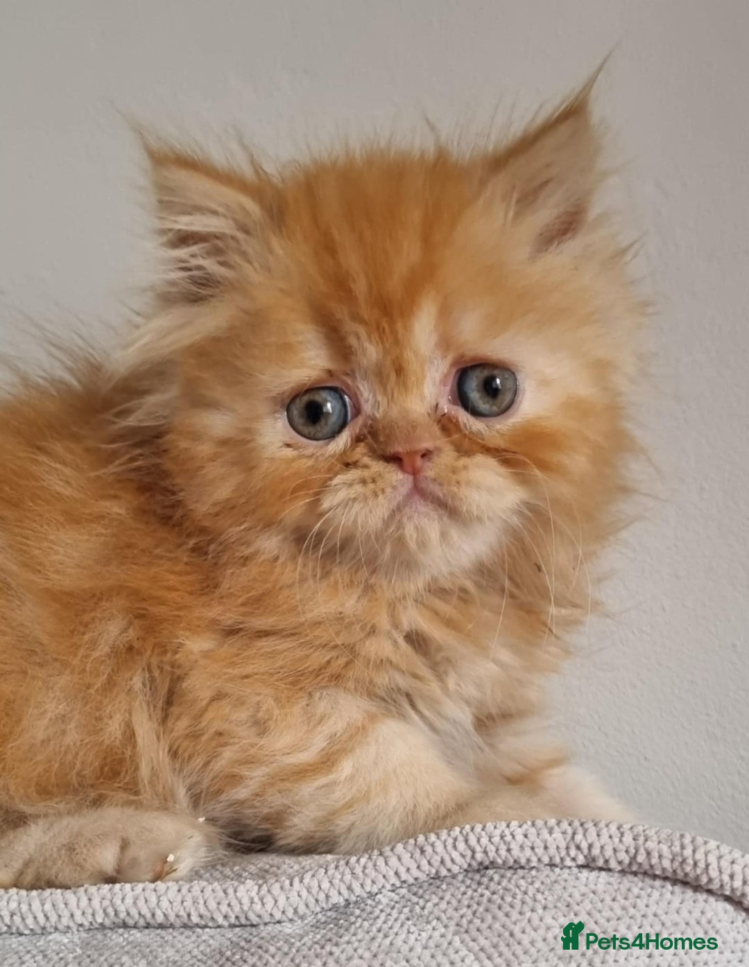 Persian cats for sale: Stunning Persian babies  - Image 11