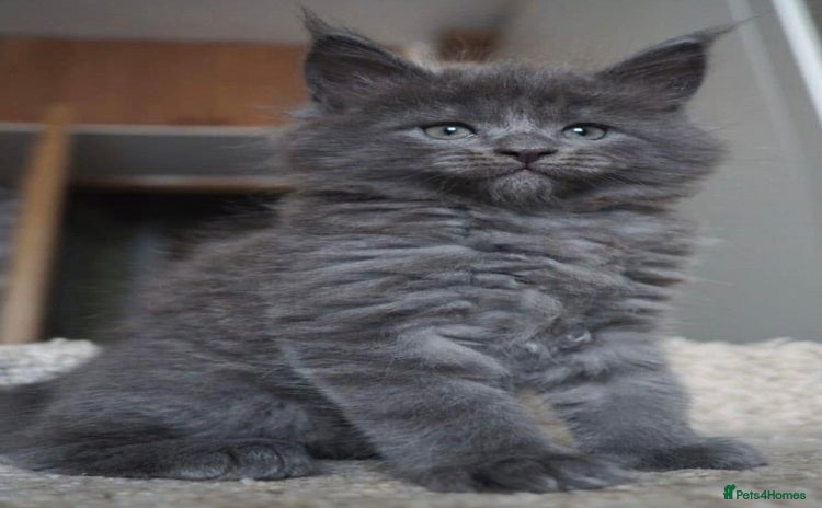 Maine Coon cats - Advert 1