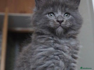 Maine Coon cats - Advert 16