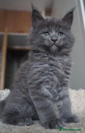 Maine Coon cats - Advert 1