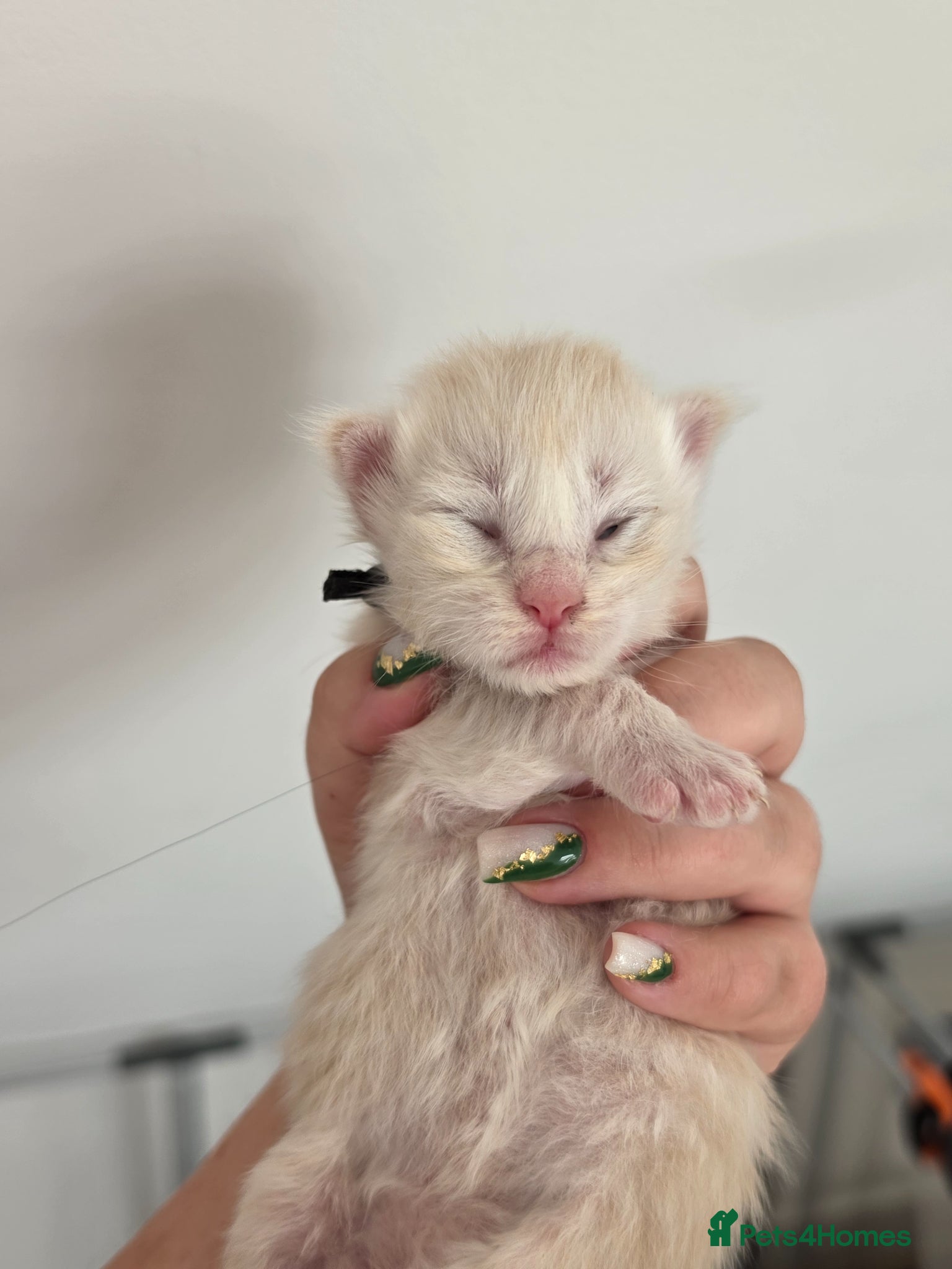 Maine Coon cats Beautiful TICA Registered Maine Coon Kittens - Advert 2