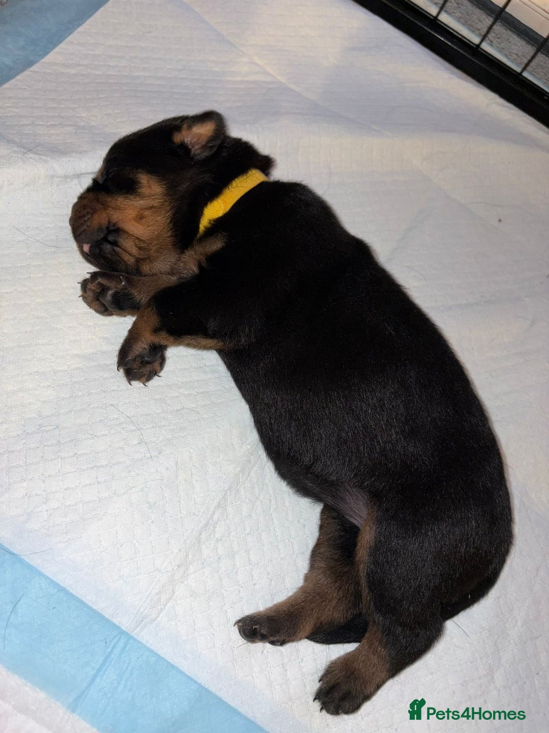 Rottweiler dogs for sale: KC Rottweiler puppies  - Advert 24