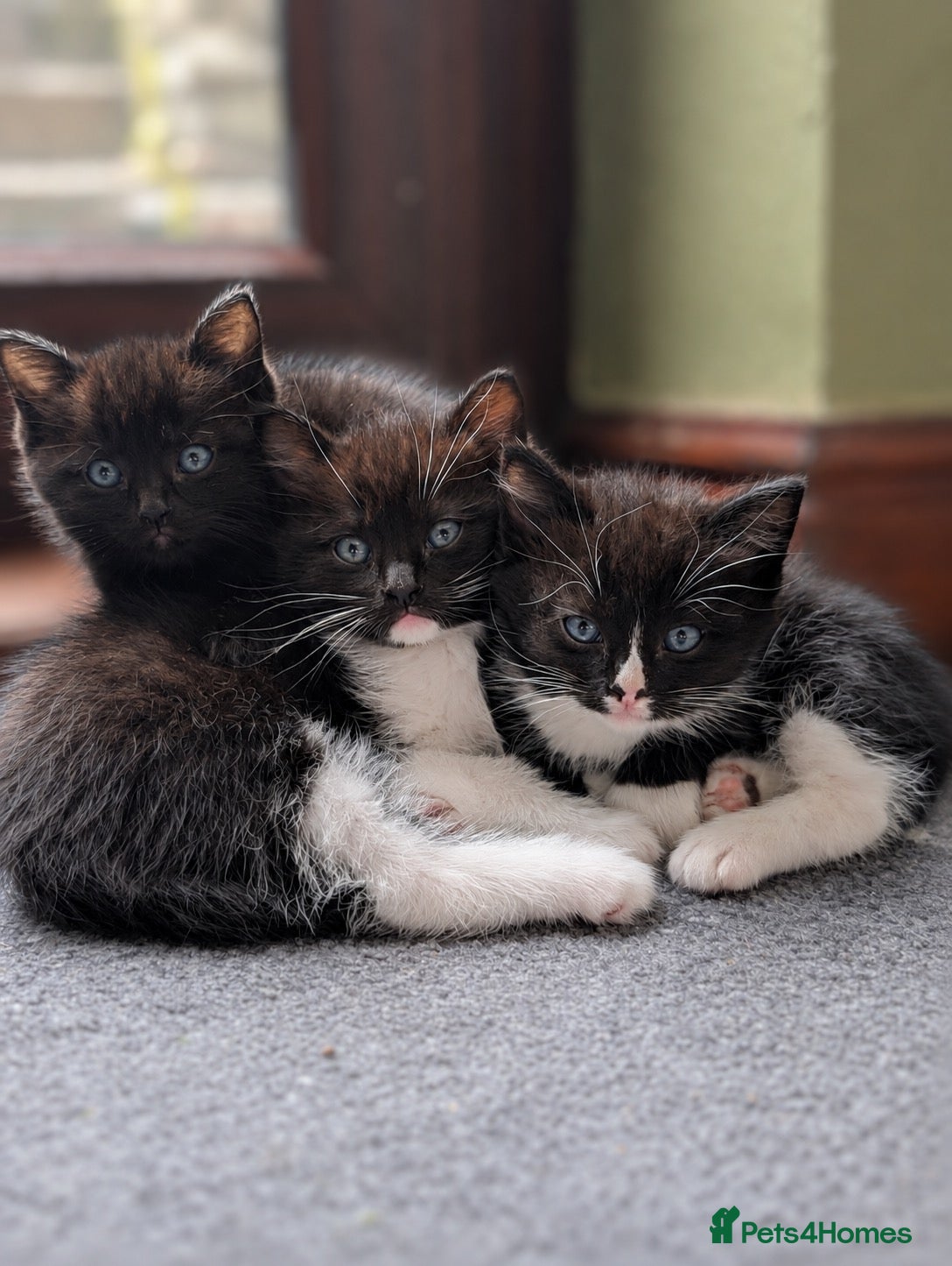Mixed Breed cats Ragdoll mixed breed  - Advert 1
