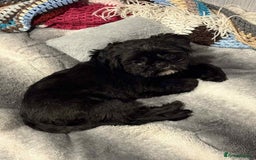 Shih Tzu dogs for stud: Shih Tzu Stud - Image 1