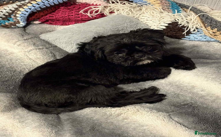 Shih Tzu dogs for stud - Advert 1