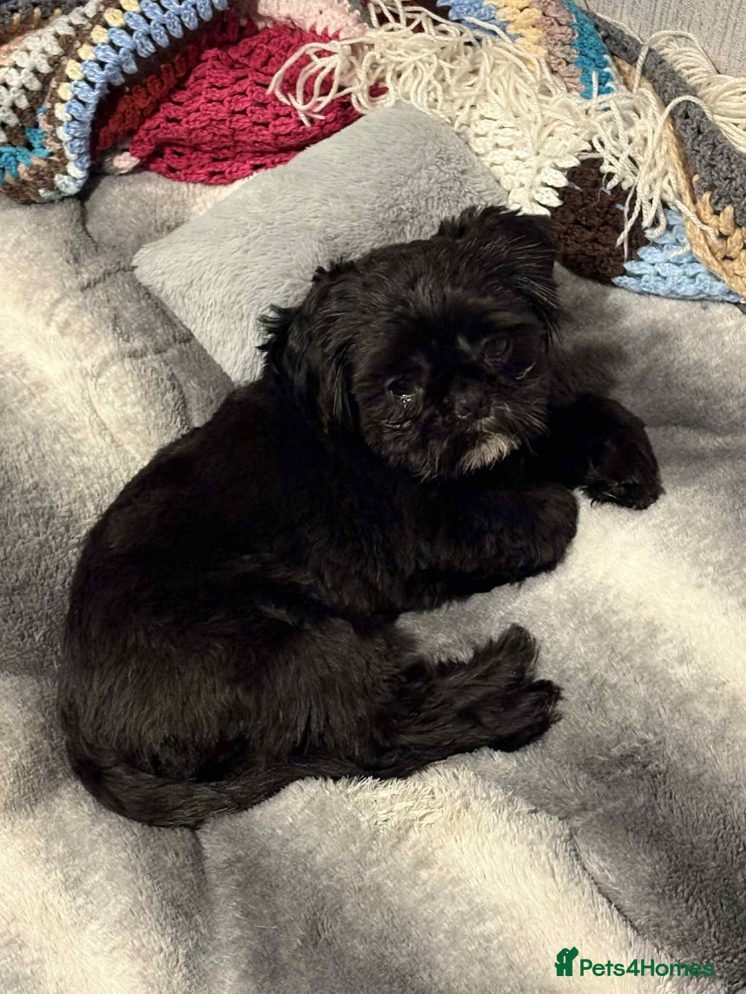 Shih Tzu dogs for stud: Shih Tzu Stud - Image 1