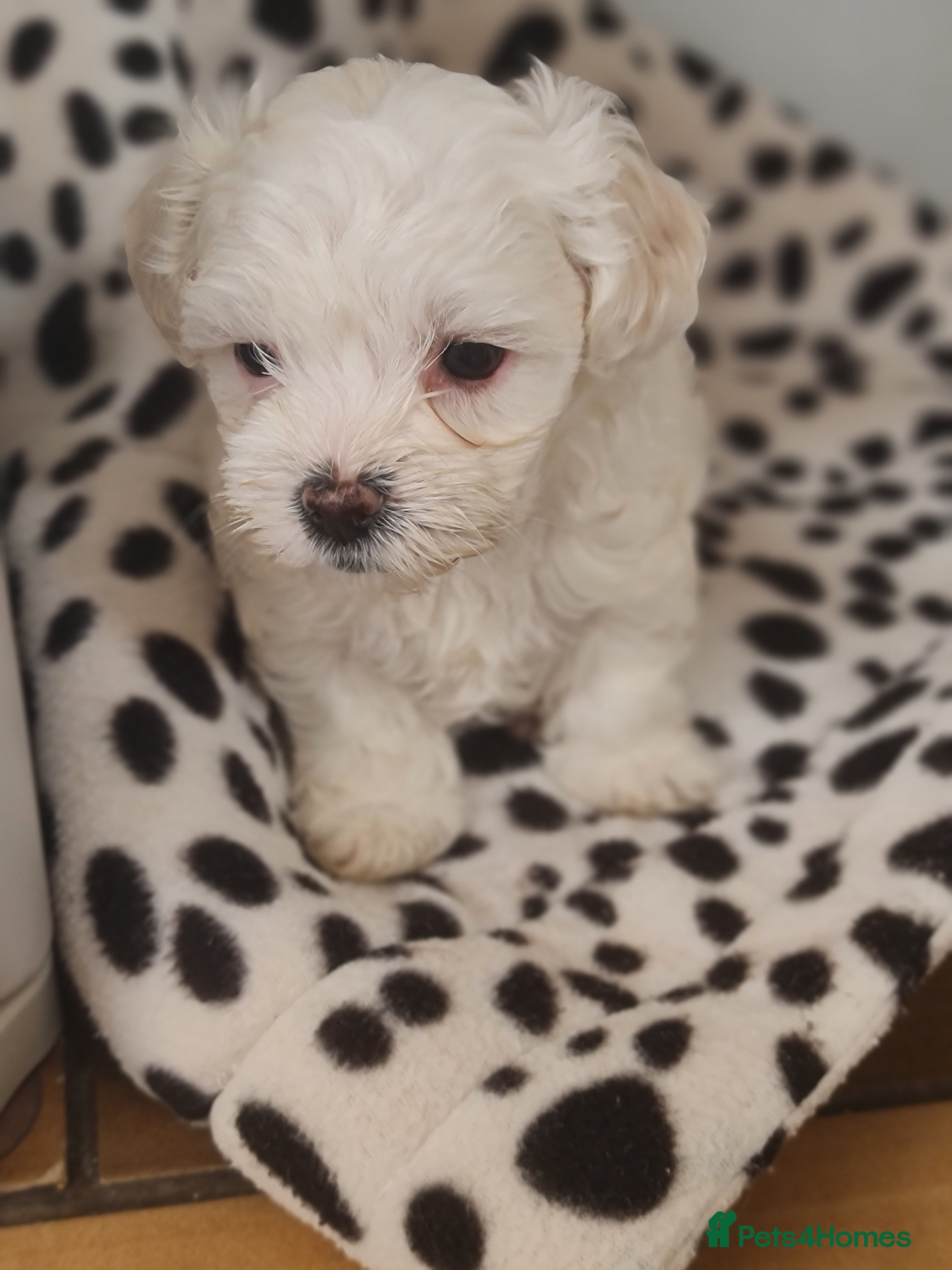 Bichon Frise dogs Gorgeous bichion frize puppies  - Advert 1