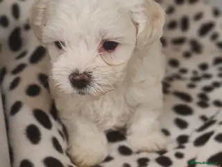 Bichon Frise dogs Gorgeous bichion frize puppies - Advert 3