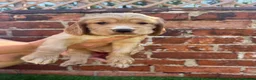 Cocker Spaniel dogs for sale: 🌟🌟🌟Beautiful English Gold Show Cocker Spaniel  - Advert 19