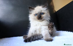 Ragdoll cats for sale: Healthy Kitten Fully Vaccinated Litter Box Trained - Image 6