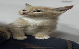 Mixed Breed cats for sale: Apricot Tabby & Peach Tortie Girl Kittens - Image 7