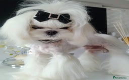 Maltese dogs for sale: 🩵KC reg  Korean doll face Maltese 🩵 - Image 7