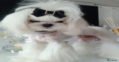 Maltese dogs - Advert 5