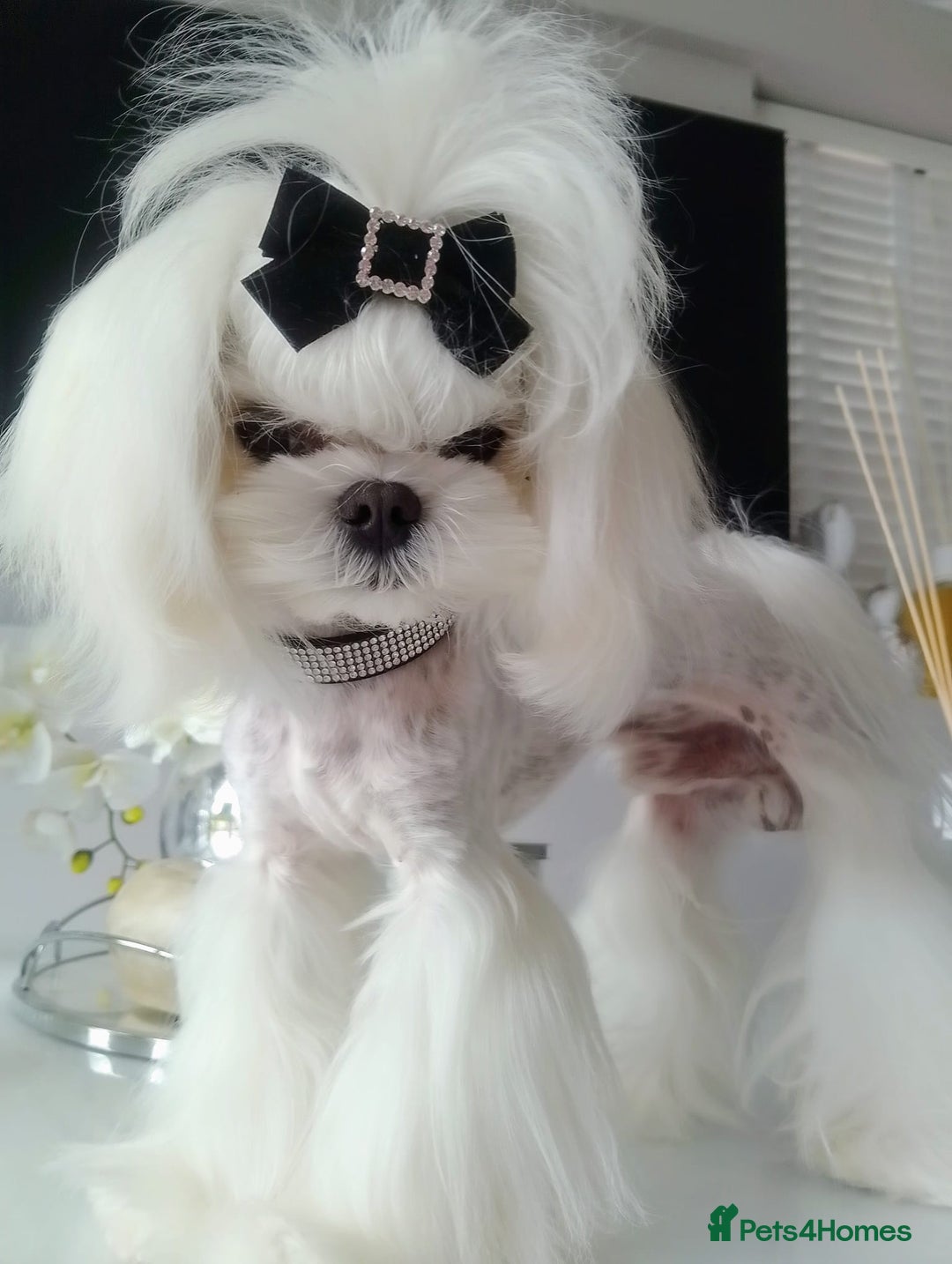 Maltese dogs for sale: 🩵KC reg  Korean doll face Maltese 🩵 - Image 7