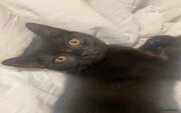 Persian cats for sale: Two Beautiful Half Persian Male Kittens  - Image 3