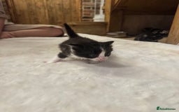 Ragdoll cats for sale: Half ragdoll stunningly marked kittens  - Image 21