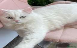 Persian cats for sale: Last supper cuddling and sweet female - Image 3