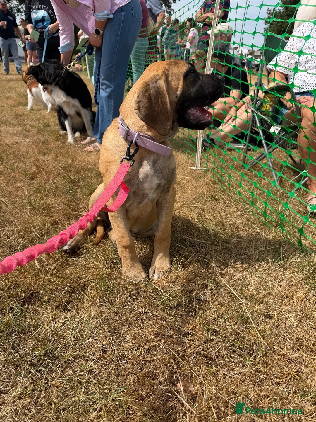 Mixed Breed dogs for sale: Old English mastiff still available  - Advert 2