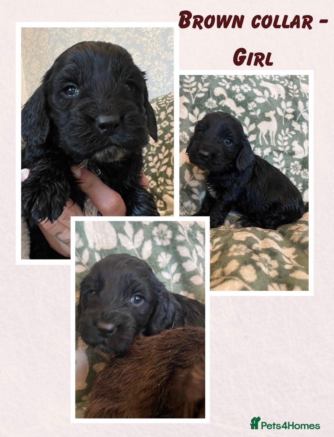 Cockapoo dogs for sale: Beautiful cockapoo puppies  - Advert 2