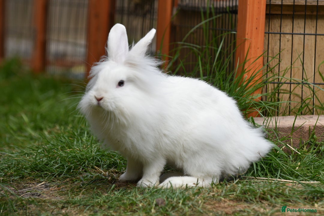 Mixed Breed rabbits for sale: 6 Month Old Lionhead x Angora Does - Image 5