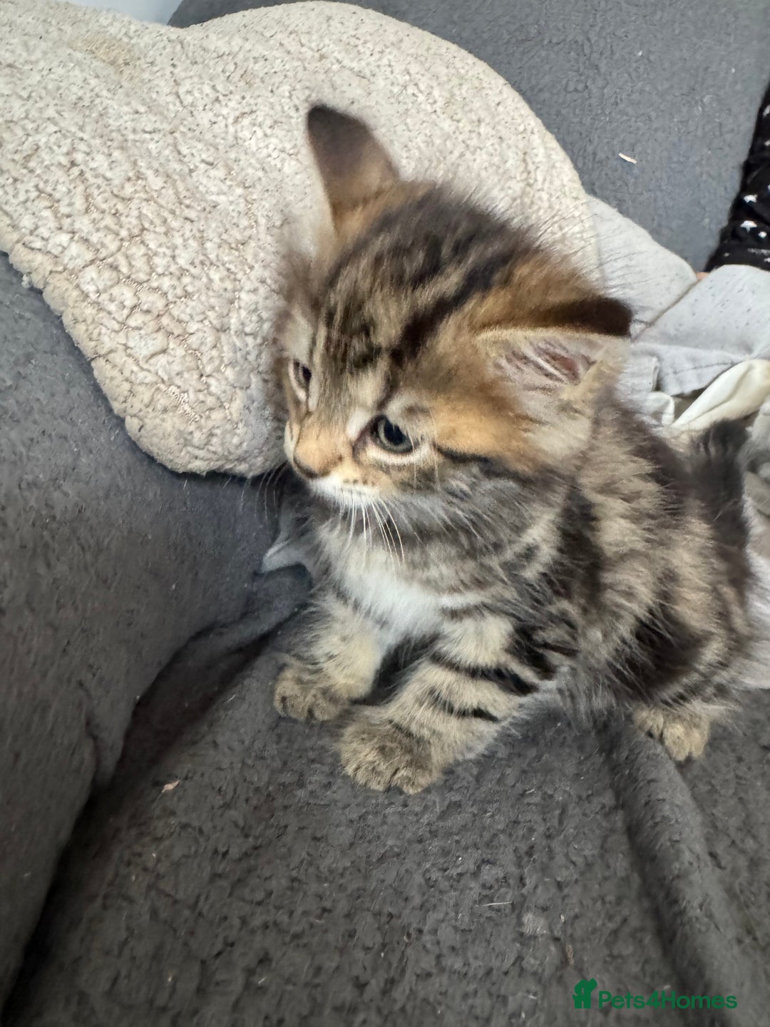 Domestic Shorthair cats for sale: Beautiful babies 😍 - Image 6