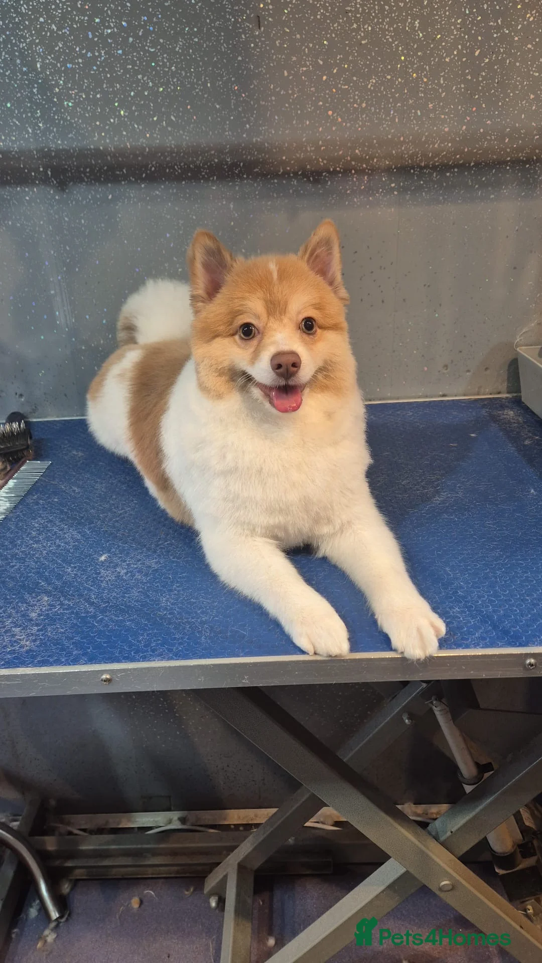 Pomeranian dogs for sale: Pomeranian for sale, £1000 - Advert 2