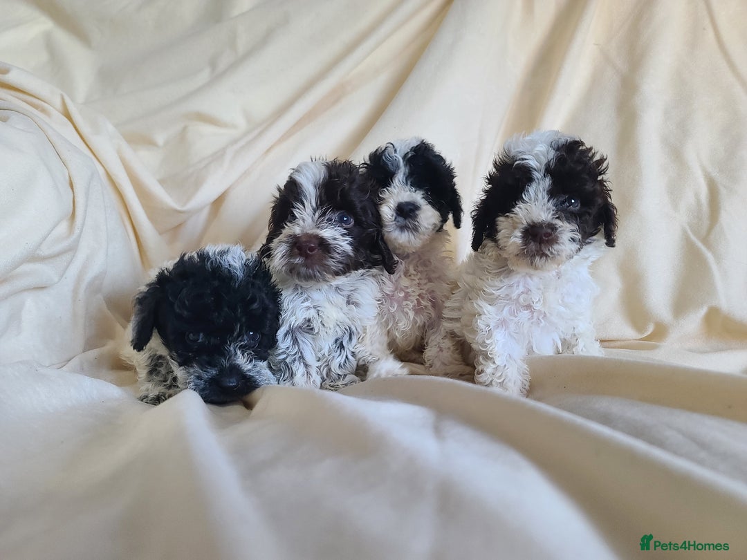 Cockapoo dogs for sale: SUPER PLUSH COATS. F1b Cockapoos. Health Tested - Image 12