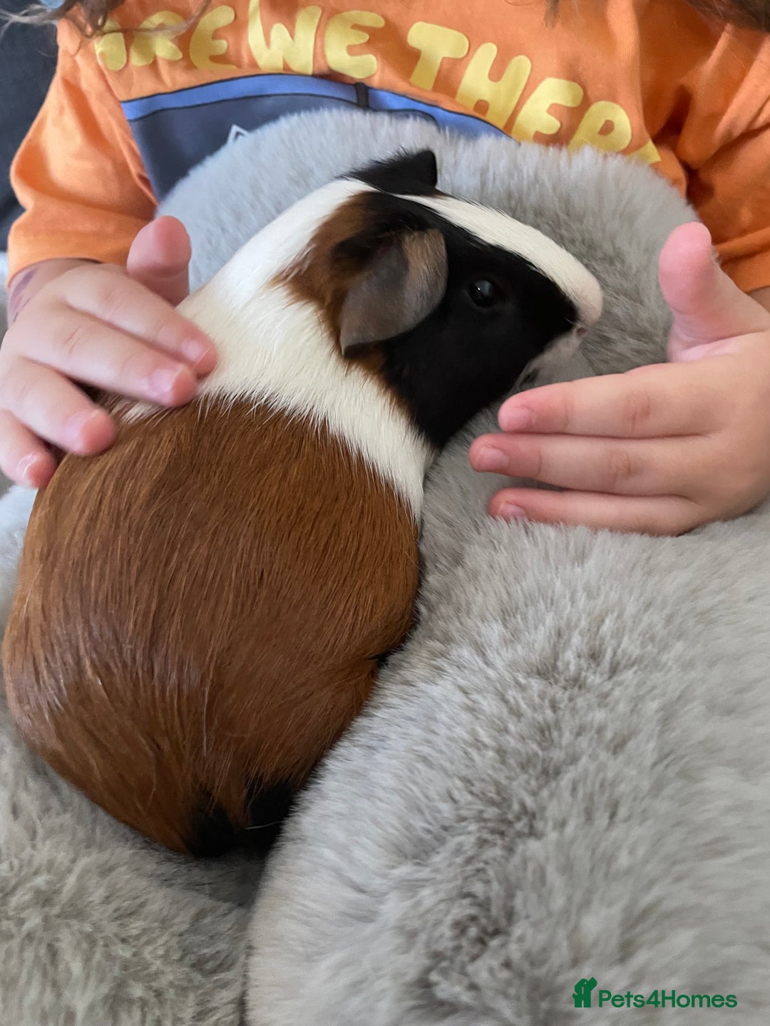 Guinea Pig rodents for sale: Bonded pair of male guineapigs. 1 adult 1 younger - Image 11