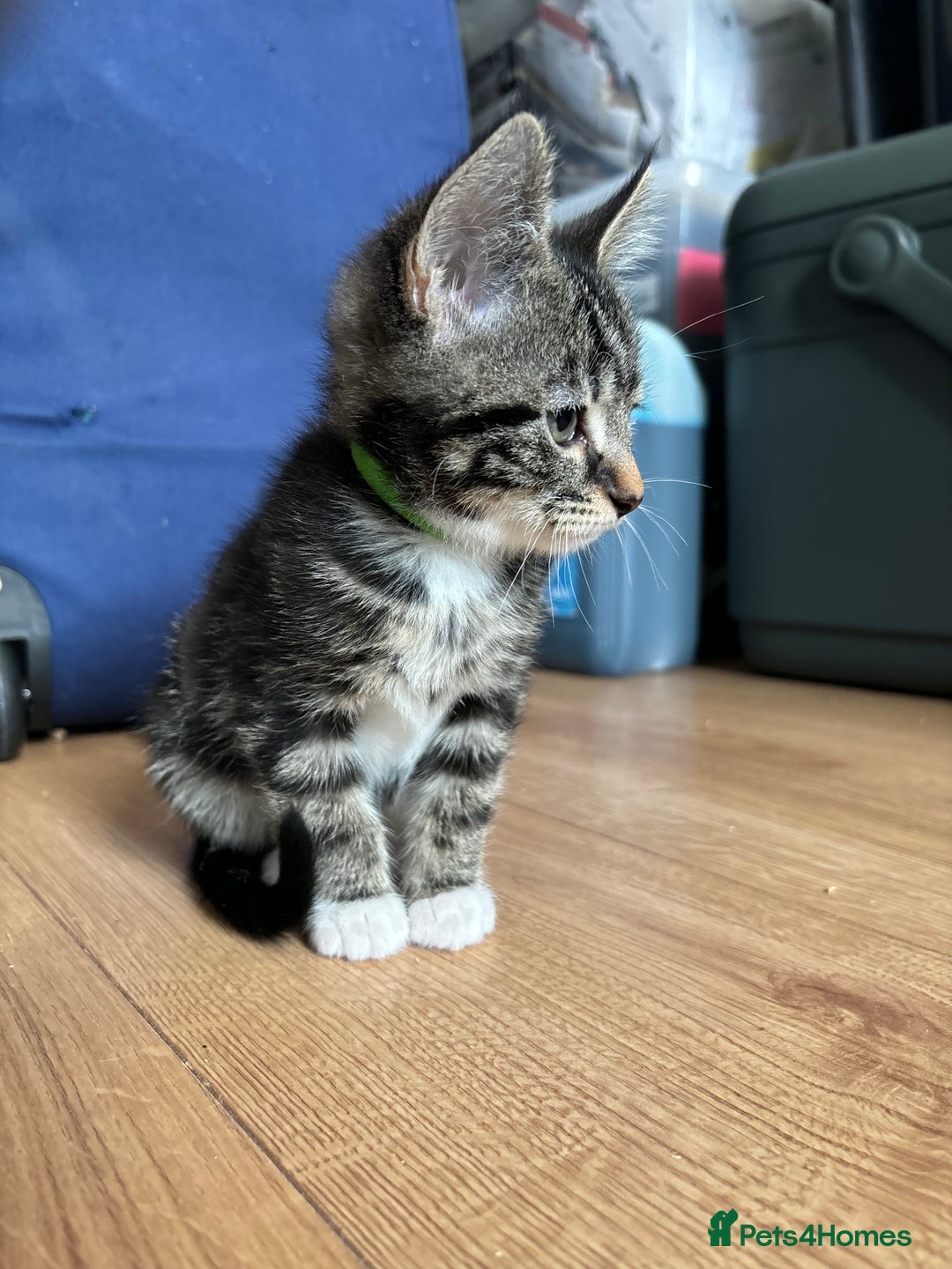 Maine Coon cats for sale: 🌟 5 Adorable Kittens Ready For 4ever Home🌟 - Advert 22