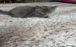 Ragdoll cats for sale: Two Blue Gray Ragdoll & Turkish angora - Image 5