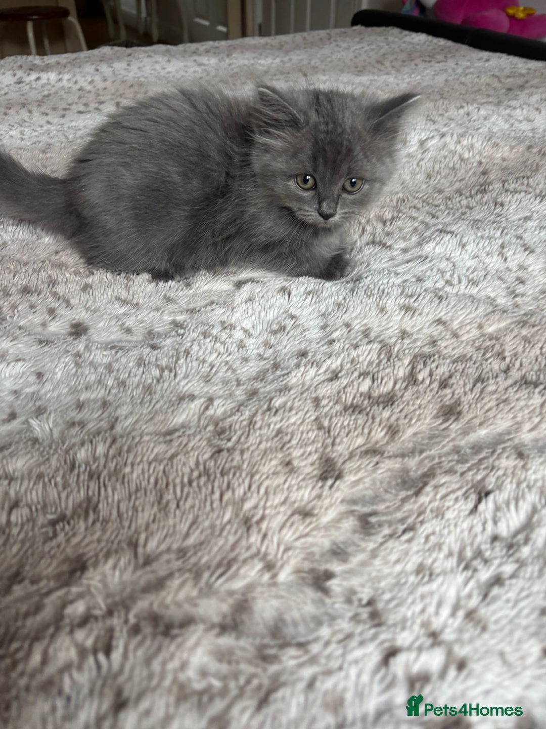 Ragdoll cats for sale: Two Blue Gray Ragdoll & Turkish angora - Image 5