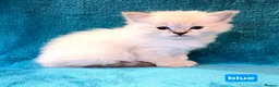 Ragdoll cats for sale: ADORABLE GCCF REG CHAMPION LINE RAGDOLL KITTENS in Ashford - Advert 14