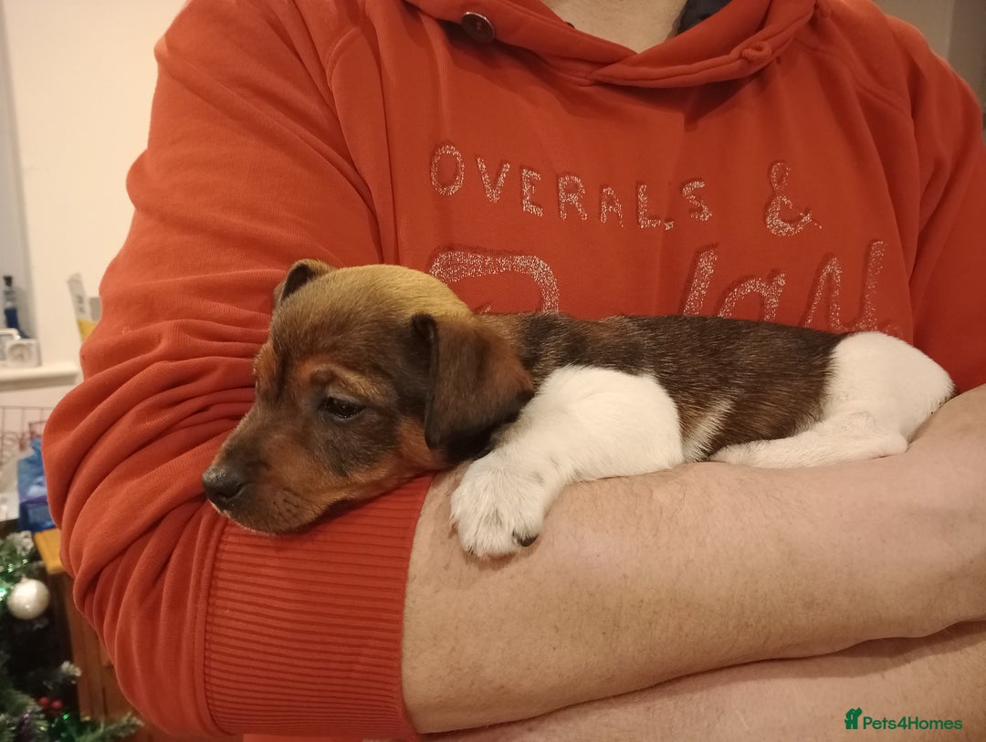 Jack Russell dogs for sale: Pick of the litter. Jack Russell girl - Advert 3