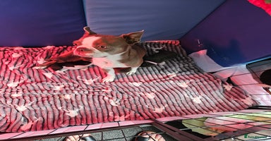 Mixed Breed dogs - Advert 5