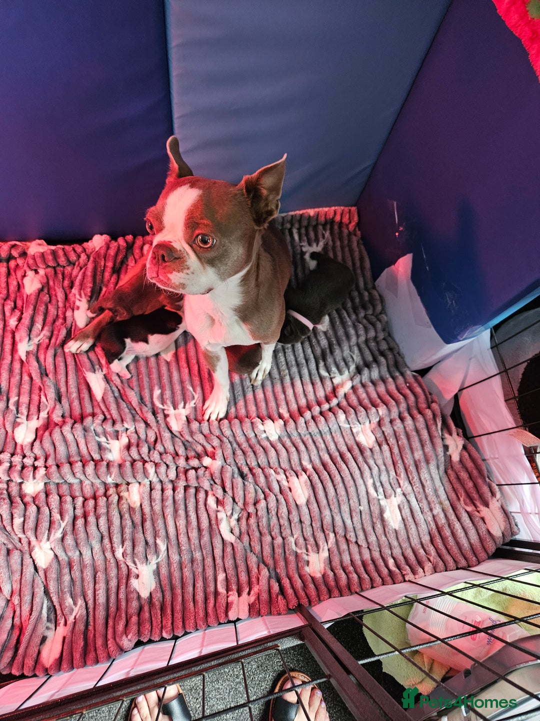 Mixed Breed dogs for sale: Frenchton Pups - Image 9