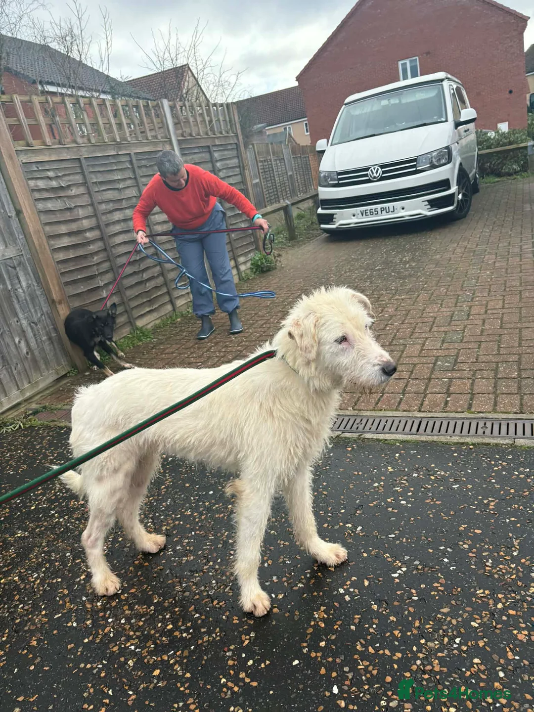 Mixed Breed dogs for adoption: Peter - Norwich Norfolk  in Norwich - Advert 11