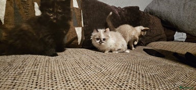 Ragdoll cats - Advert 13