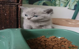 British Shorthair cats for sale: British shorthair kittens - Image 3