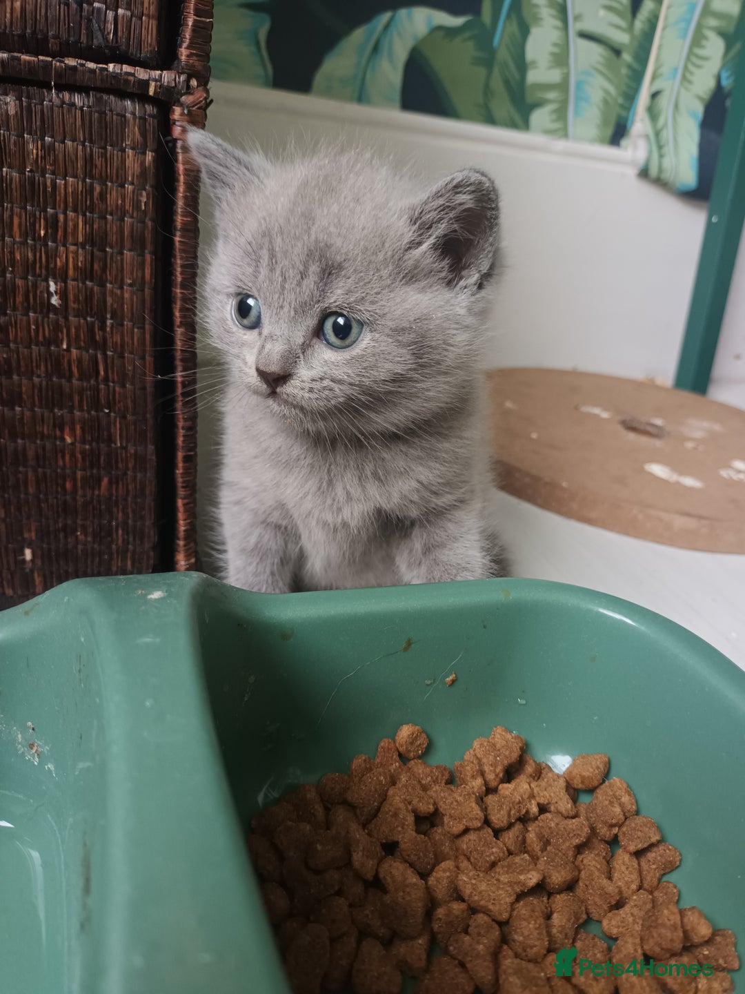 British Shorthair cats for sale: British shorthair kittens - Image 3