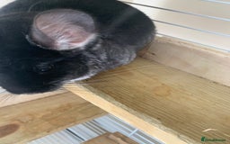 Chinchilla rodents for sale: Beautiful black velvet baby chinchilla girl - Image 8