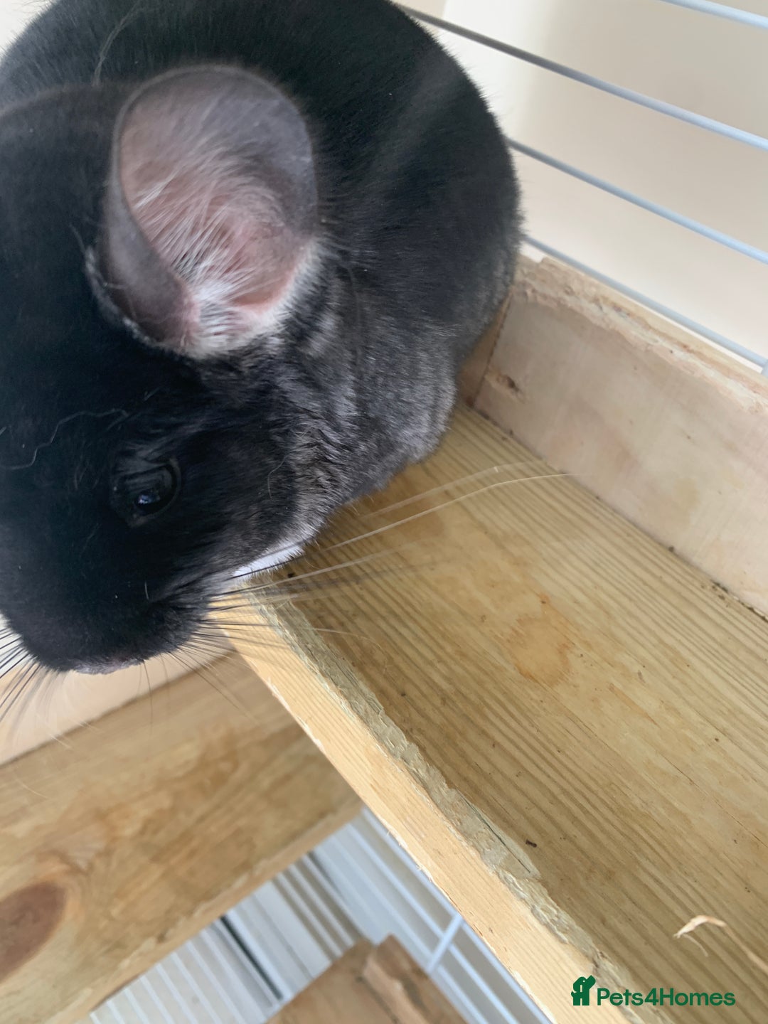 Chinchilla rodents for sale: Beautiful black velvet baby chinchilla girl - Image 8