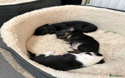 Mixed Breed dogs for sale: jackhuahua Pups - Image 4