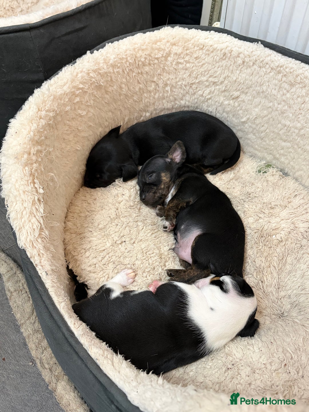 Mixed Breed dogs for sale: jackhuahua Pups - Image 4