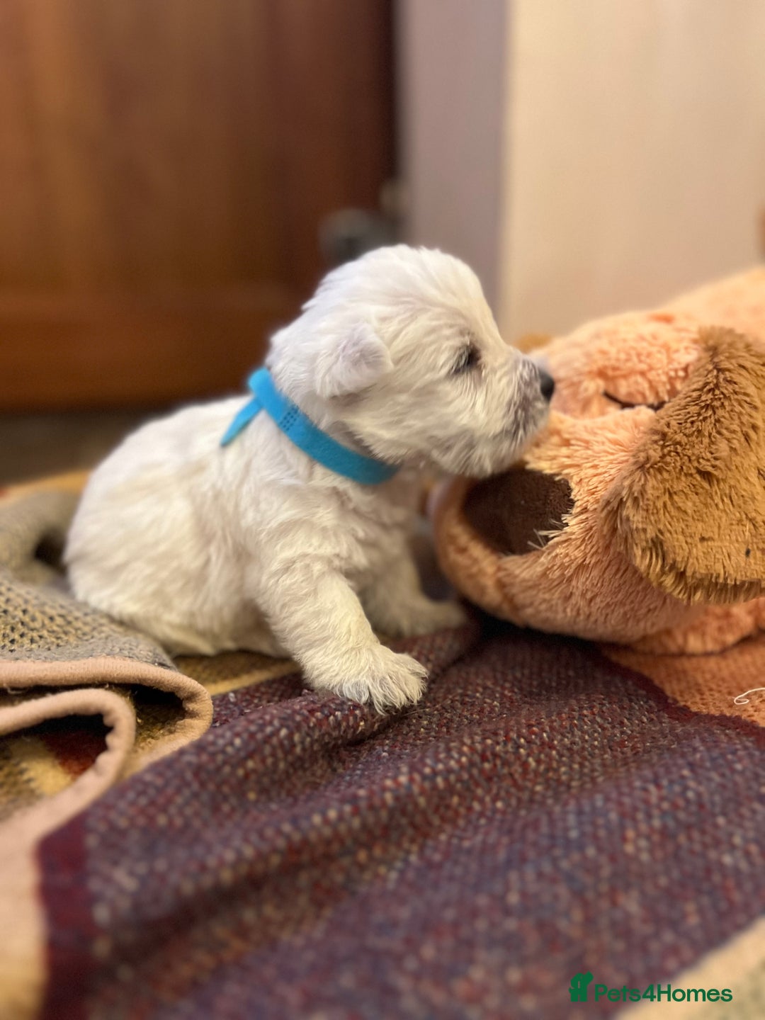 West Highland Terrier dogs for sale: Westie pups  - Image 1