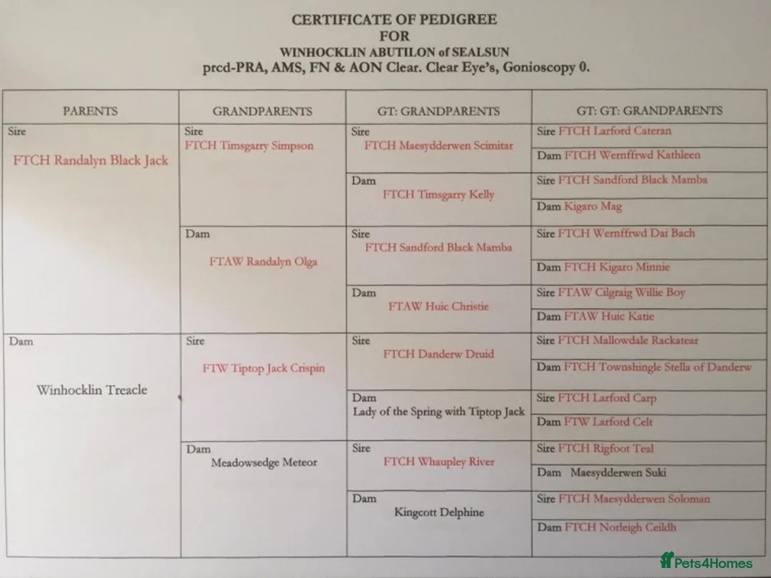 Cocker Spaniel dogs for stud: Fully Health Tested Black Cocker spaniel stud dog in Alton - Advert 4