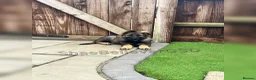 German Shepherd dogs for sale: KC Reg full health tested gorgeous pups ❤️ - Advert 31