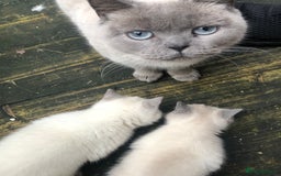 British Shorthair cats for sale: Purebred colourpoint BSH kittens  - Image 9
