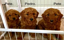 Miniature Poodle dogs for sale: 1 reserved 2 remaining ready 15th October  - Image 29