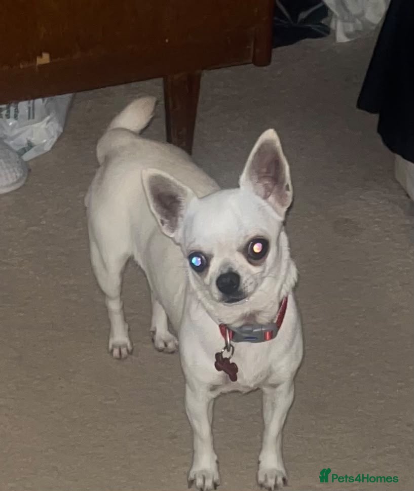 Chihuahua dogs Beautiful girl  - Advert 3